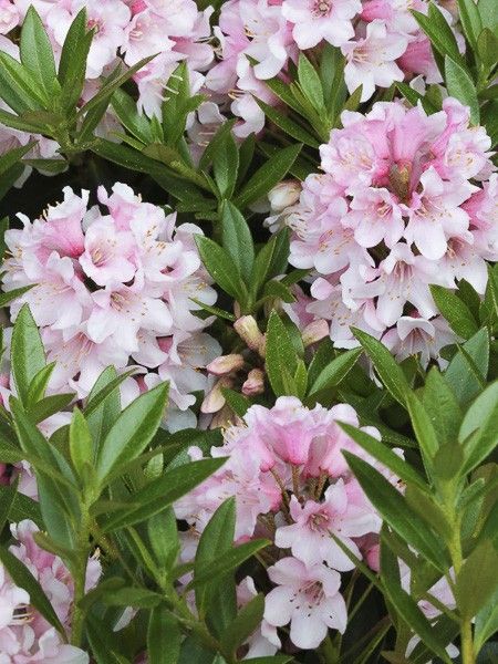 Rhododendron 'Bloombux'