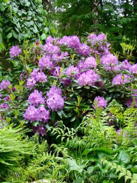 Rhododendron catawbiense 'Boursault'