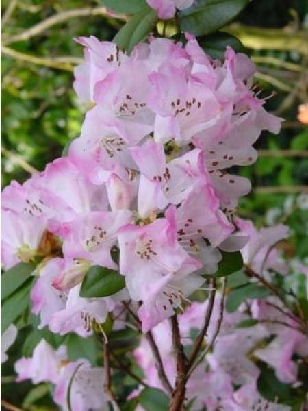 Rhododendron  'Cilpinense'