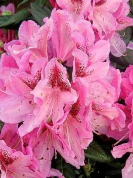 Rhododendron  'Cosmopolitan'