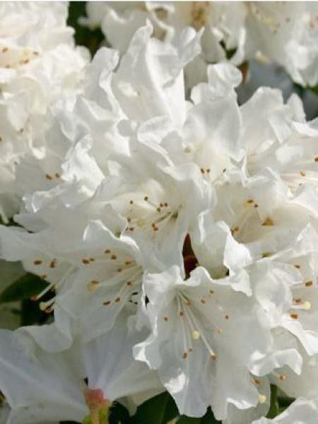Rhododendron  'Dora Amateis'