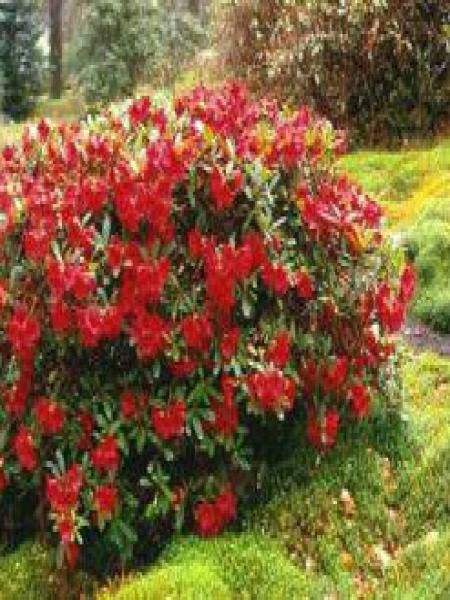 Rhododendron  'Elisabeth'