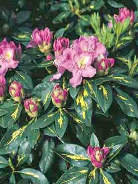 Rhododendron  'Goldflimmer'