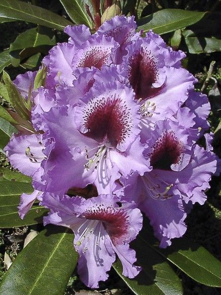 Rhododendron 'Kabarett'