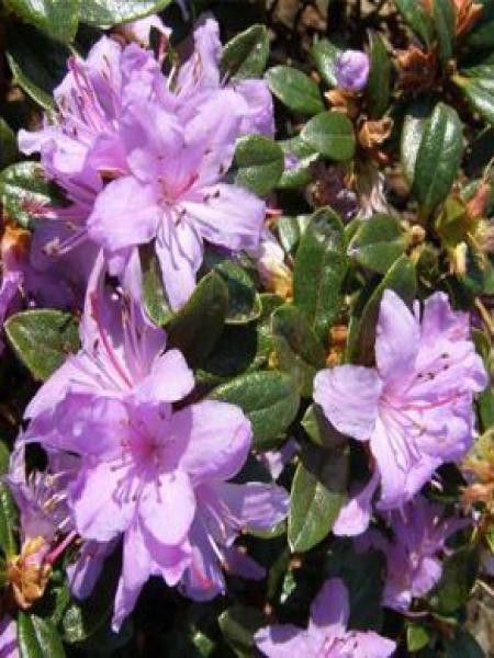 Rhododendron  'Moerheim'