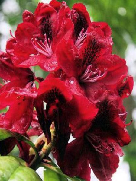 Rhododendron  'Moser's Maroon'