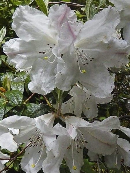 Rhododendron nain parfumé