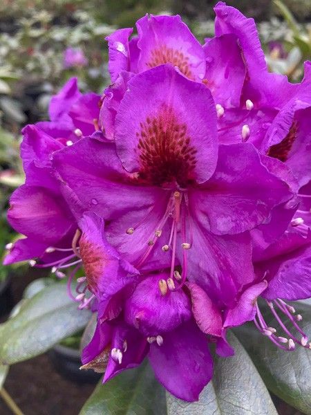 Rhododendron 'Red Eye'