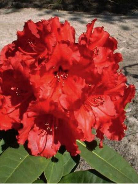 Rhododendron  'Red Jack'