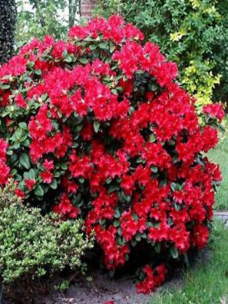 Rhododendron  'Scarlet Wonder'