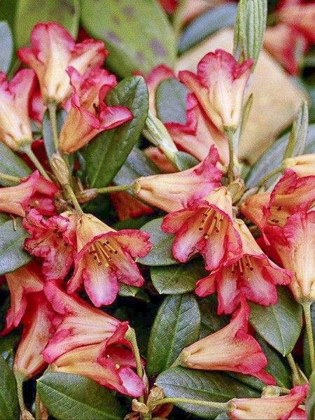Rhododendron 'Scyphocalyx'