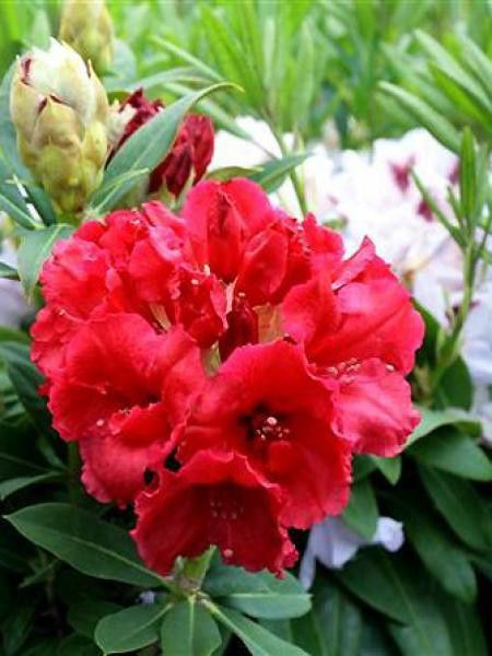 Rhododendron  'Wilgen's Ruby'