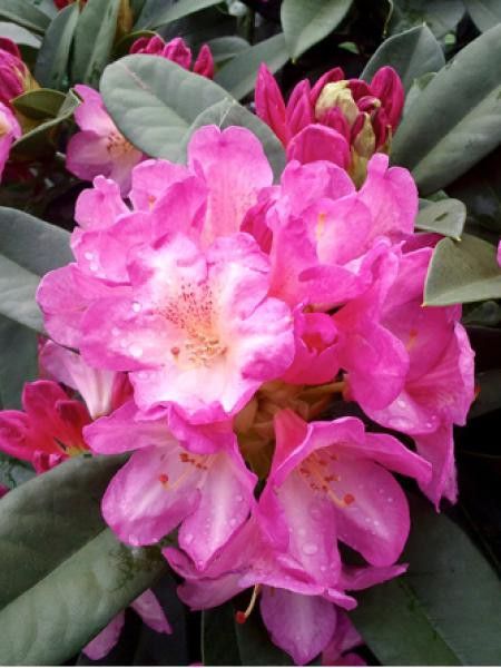 Rhododendron x 'Eucharitis'