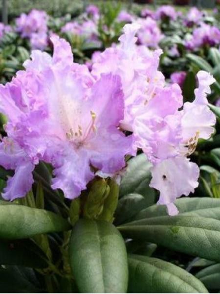 Rhododendron yakushimanum 'Caroline Allbrook'