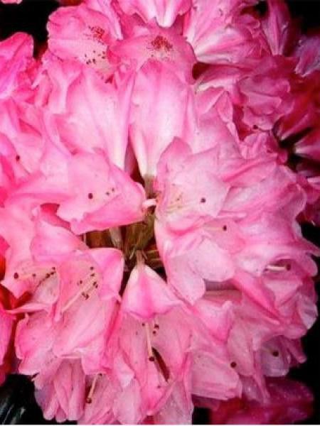 Rhododendron yakushimanum 'Sneezy'