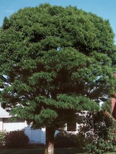 Robinier faux acacia 'Umbraculifera' - Acacia boule