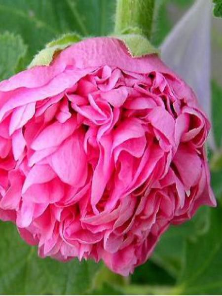 Rose trémière double 'Chater's Pink'