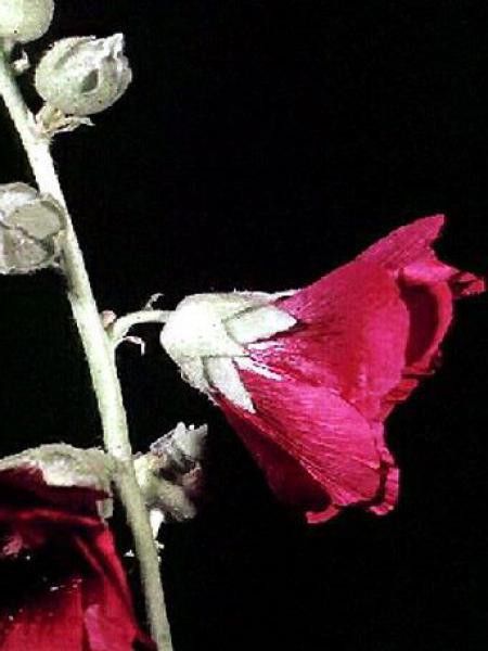 Rose trémière 'Rubra'