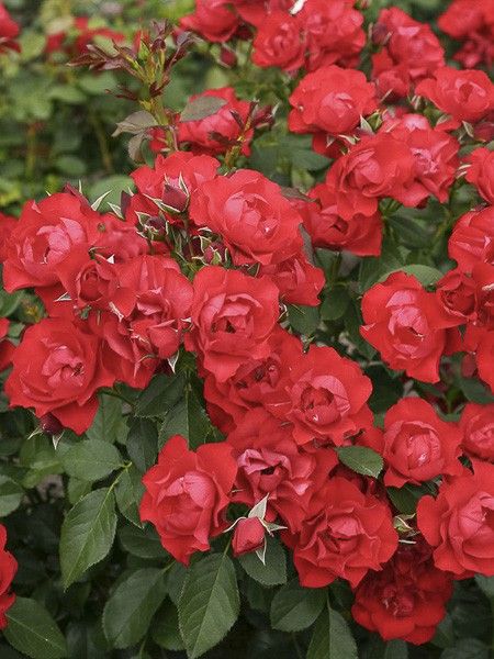 Rosier à fleurs groupées 'Black Forest Rose'