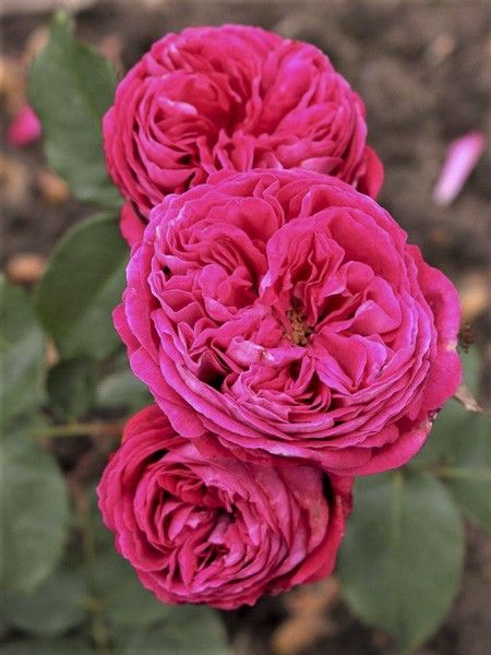 Rosier à fleurs groupées 'Parfuma Baronne Caroline Korbevm'