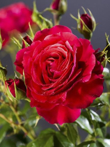 Rosier à fleurs groupées 'Patio Rose Cherry Girl Korkosieb