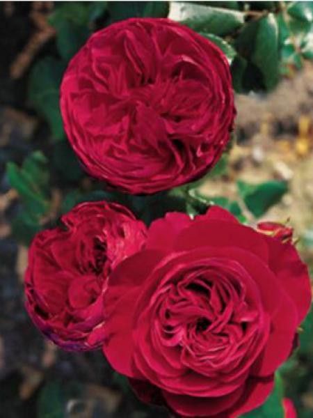 Rosier à fleurs groupées 'Red Leonardo da Vinci'