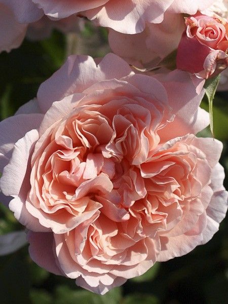 Rosier à fleurs groupées 'Rose de Tolbiac Klettermaxe ko