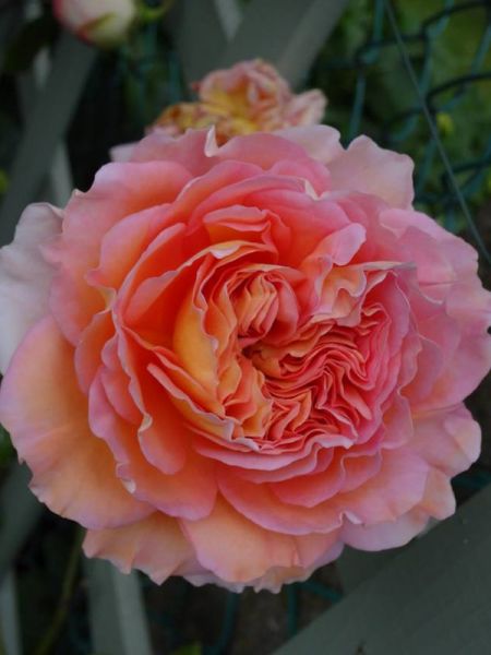 Rosier anglais 'Abraham Darby'