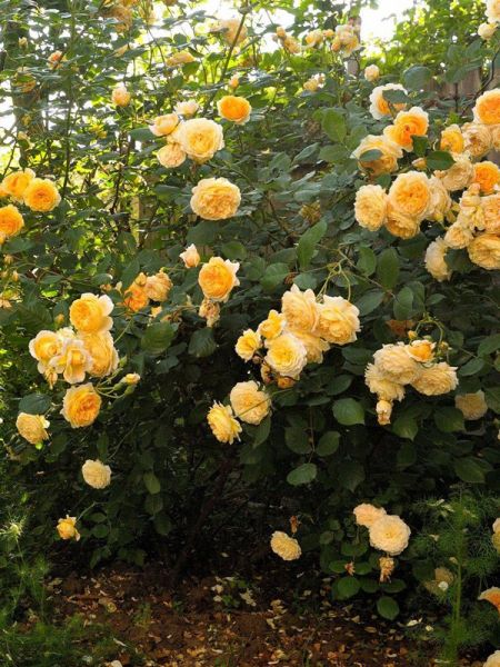 Rosier anglais 'Crown Princess Margareta'