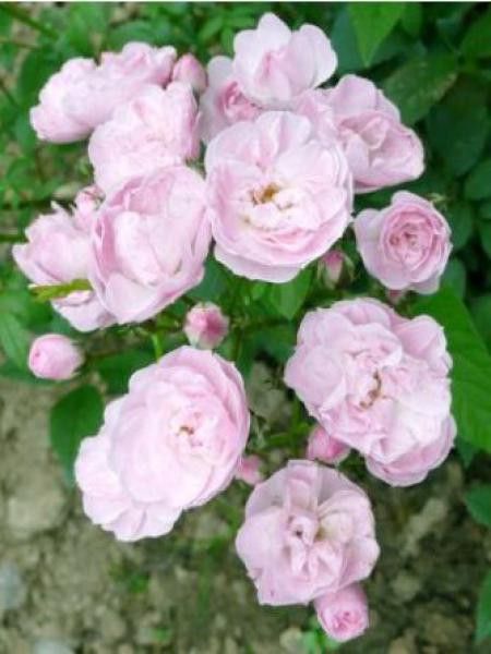 Rosier arbuste moschata 'Heavenly Pink'