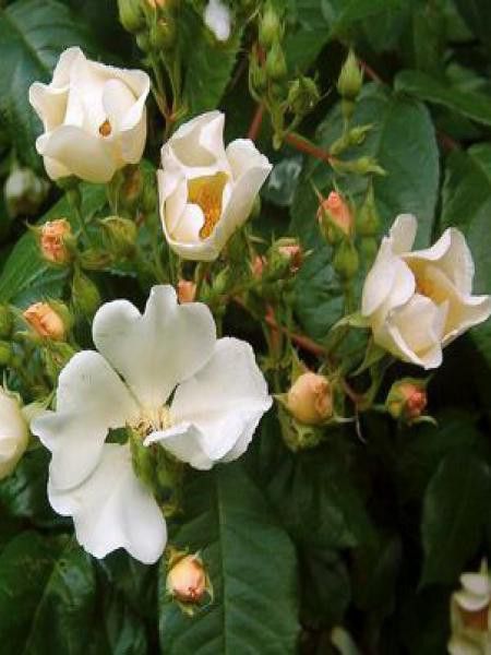 Rosier arbuste moschata 'Rosalita'®