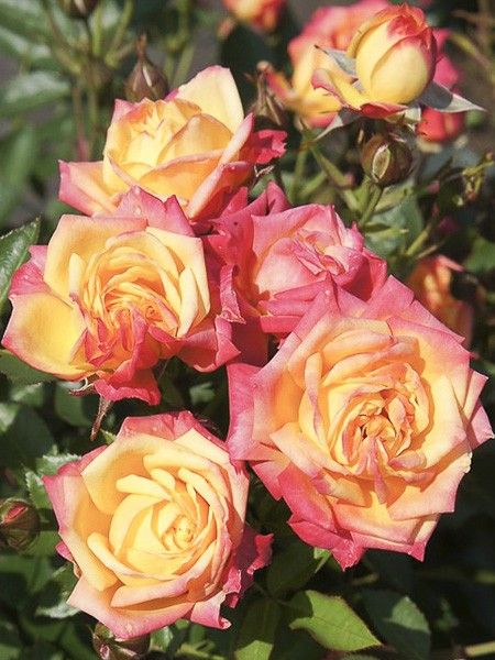 Rosier miniature 'Little Sunset'