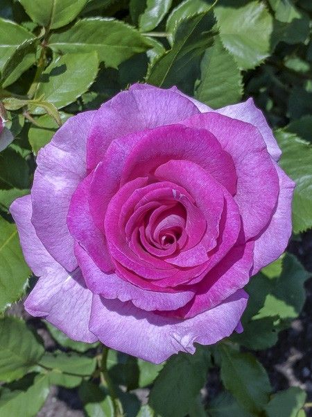 Rosier moderne 'Violette Parfumée ' - Rosa x Thé moderne 'Violette Parfumée  ' - Le Jardin du Pic Vert