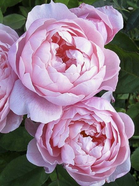Rosier 'The Alnwick Rose'