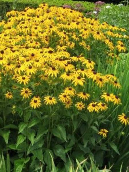 Rudbeckie 'Pot Of Gold'