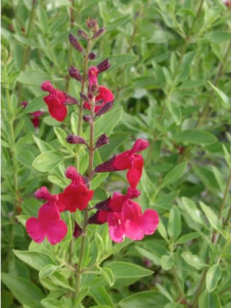 Salvia jamensis 'Red Velvet'