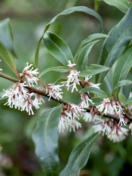 Sarcococca 'Digyna'