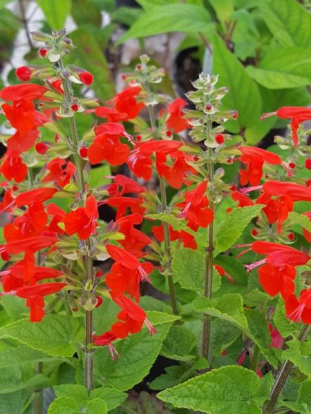 Sauge tropical 'Lady in Red'