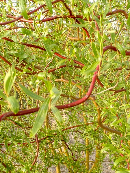 Saule Tortueux ‘Chocolat’ – Salix Matsudana – Arbuste Décoratif Rameaux Torsadés – Conteneur 2-2,9 L