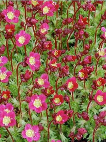 Saxifrage d'Arends 'Pixie'