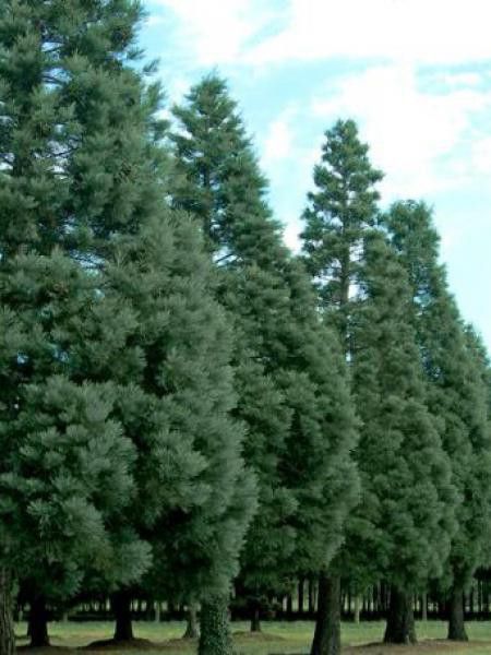 Séquoia géant 'Glauca'