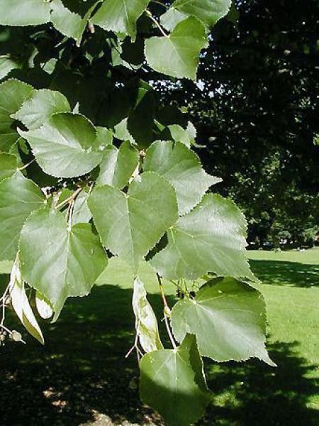 Tilleul des bois à petites feuilles Tilia cordata