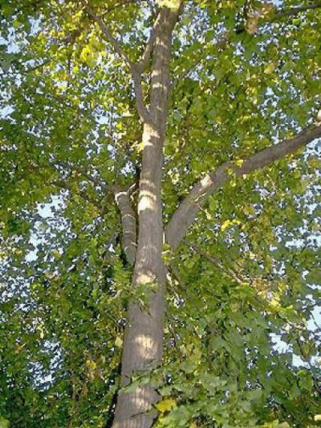Tilleul d'Amérique - Tilia americana - Le Jardin du Pic Vert