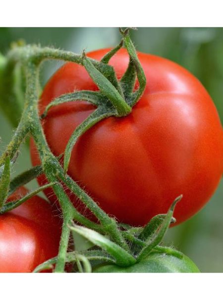 20 graines de tomate cobra 