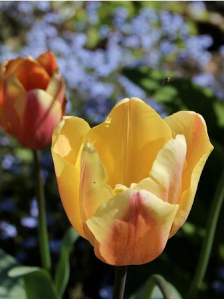 Tulipe 'Apricot Foxx'