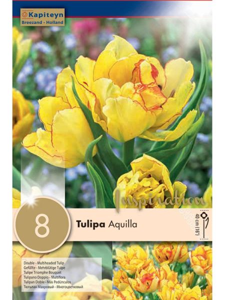 Tulipe double hâtive 'Aquilla'