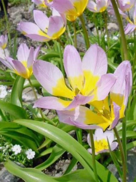 Tulipe botanique 'Bakeri Lilac Wonder'
