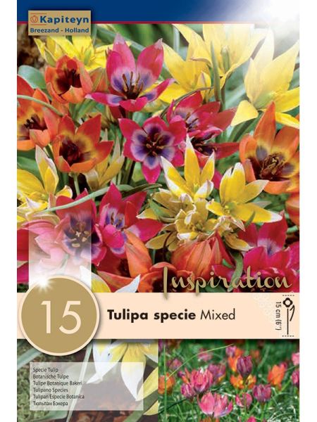 Tulipe botanique en mélange