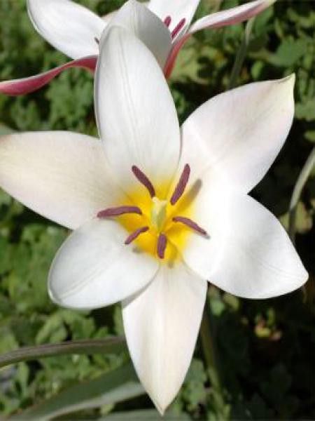 Tulipe botanique 'Lady Jane'