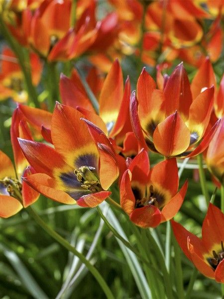Tulipe botanique 'Little Princess'